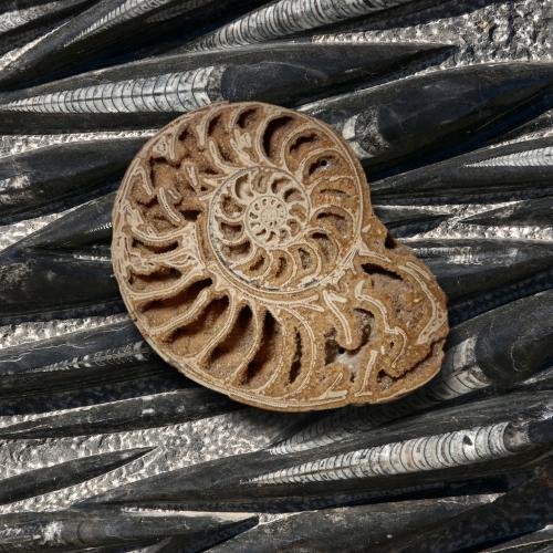 Ammonites & Orthoceras