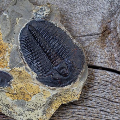 Trilobite Fossils