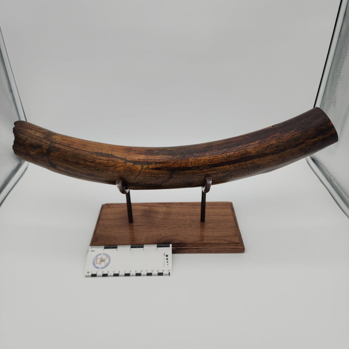 Alaskan Woolly Mammoth Tusk with Custom Wood Base