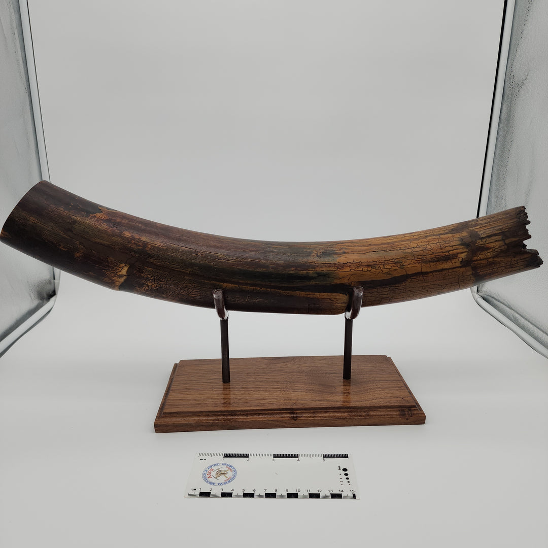 Alaskan Woolly Mammoth Tusk with Custom Wood Base