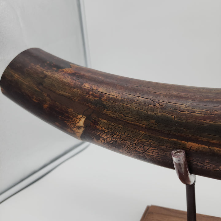 Alaskan Woolly Mammoth Tusk with Custom Wood Base