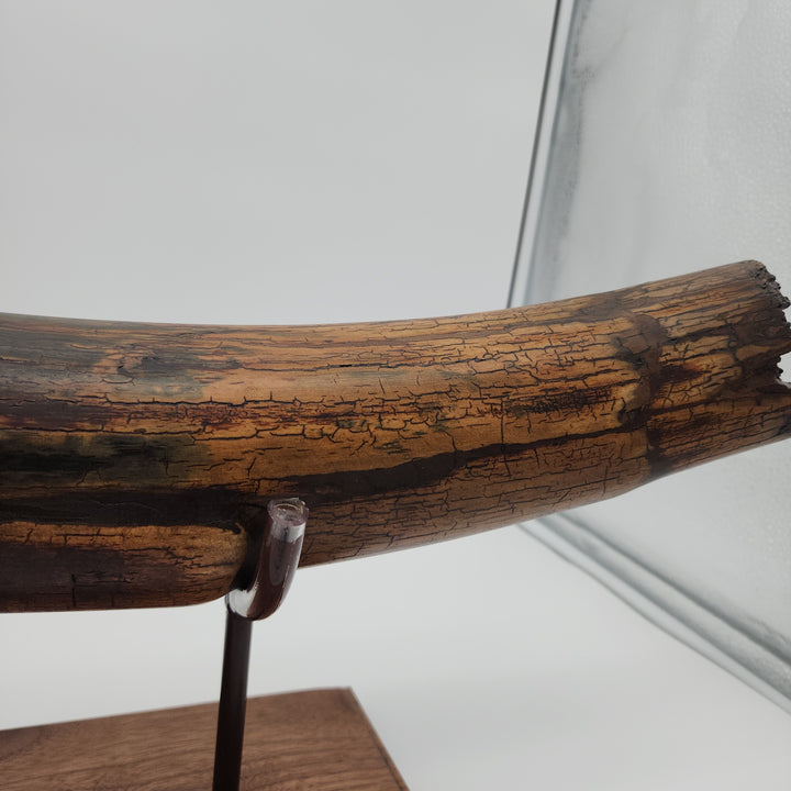 Alaskan Woolly Mammoth Tusk with Custom Wood Base