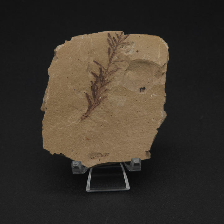 Metasequoia branchlet leaf fossil