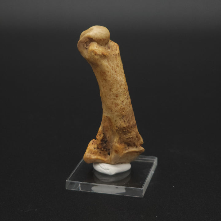 Fossil Cave Bear Metatarsal (Paw Bone)