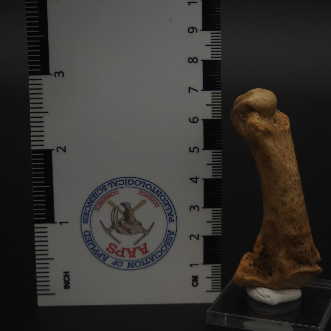 Fossil Cave Bear Metatarsal (Paw Bone)