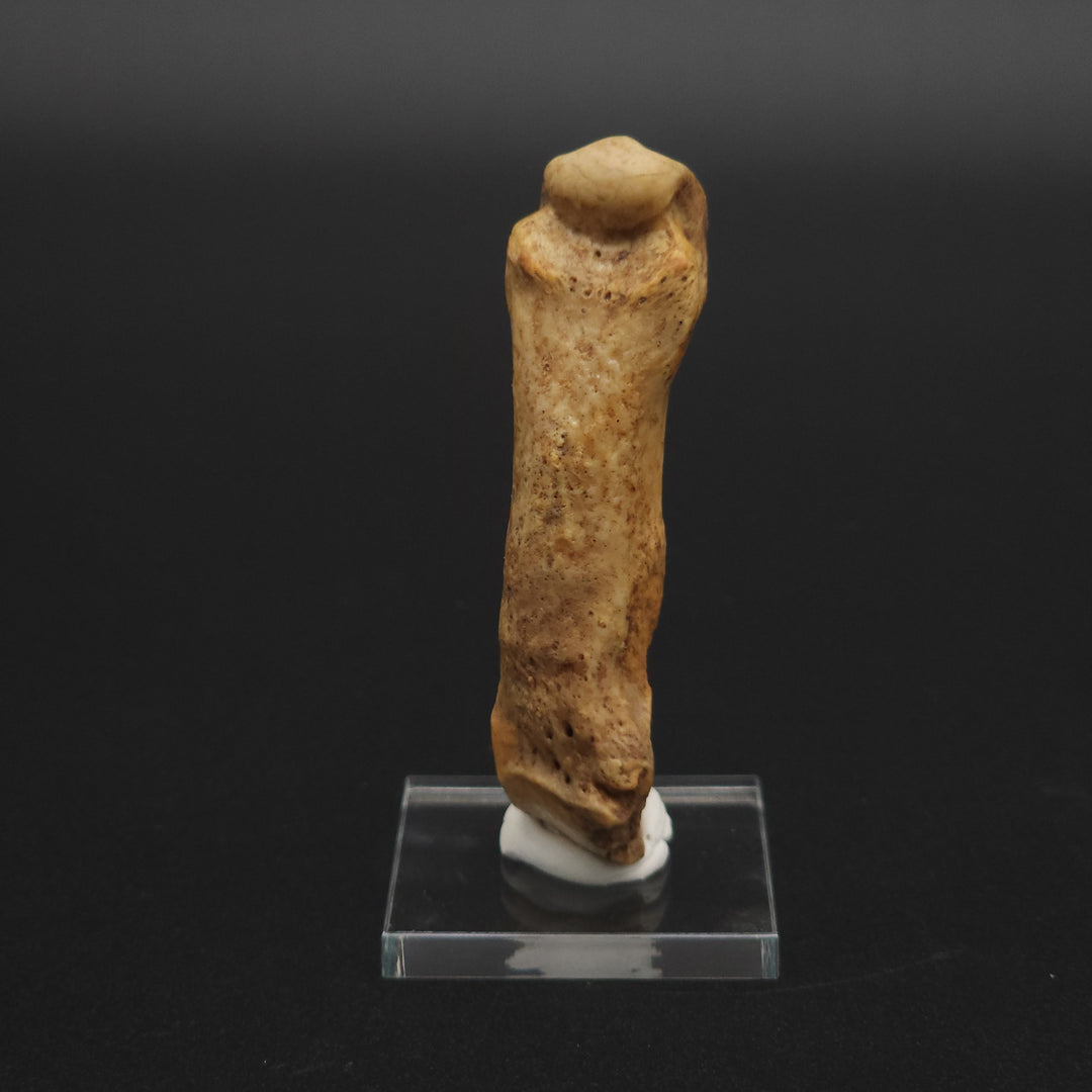 Fossil Cave Bear Metatarsal (Paw Bone)