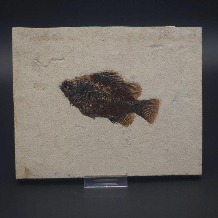 5.5" Priscacara serrata Fossil Fish