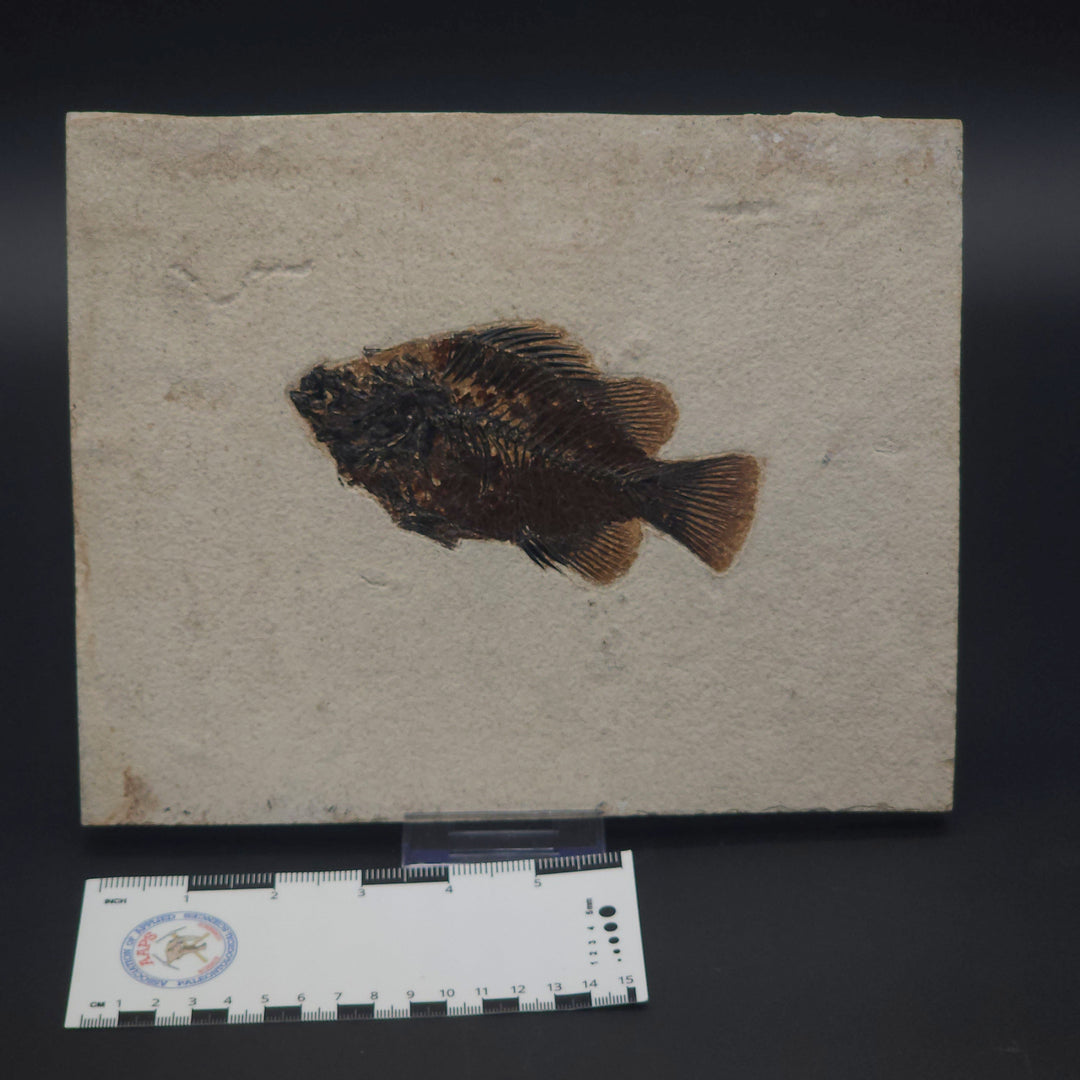 5.5" Priscacara serrata Fossil Fish