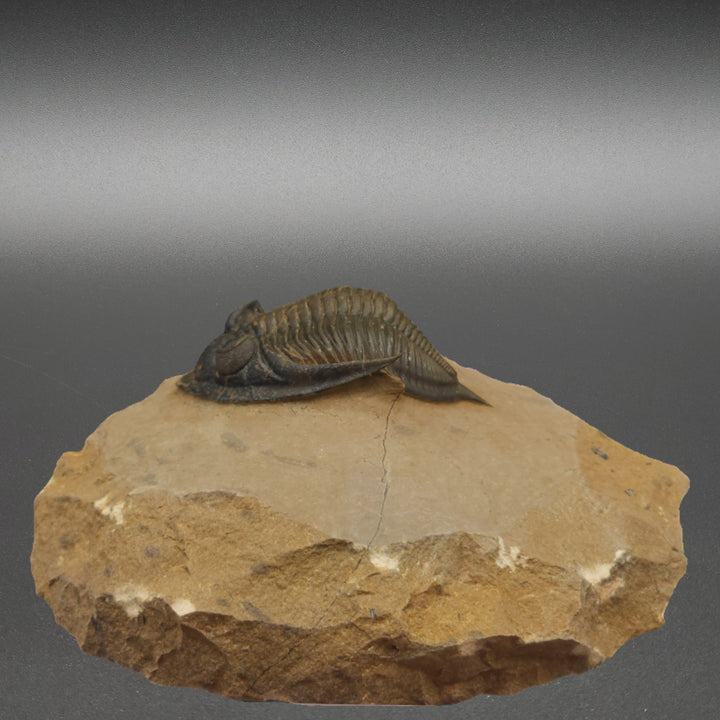 Zlichovaspis Trilobite with genal spines up