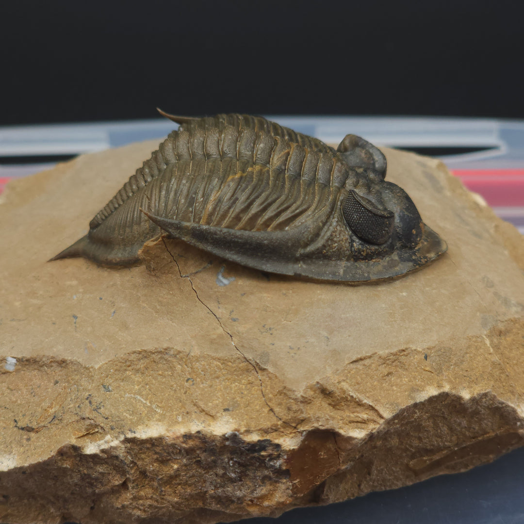 Zlichovaspis Trilobite with genal spines up