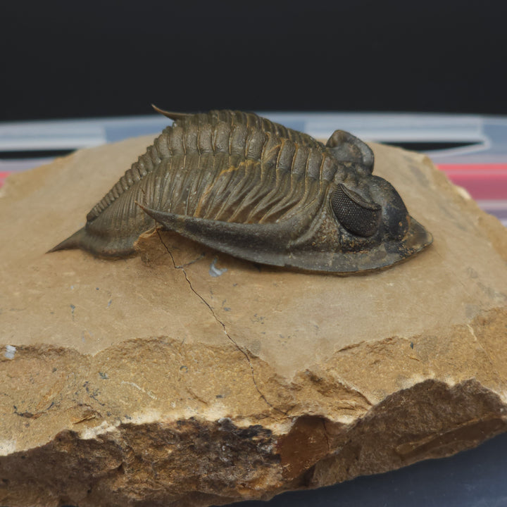 Zlichovaspis Trilobite with genal spines up