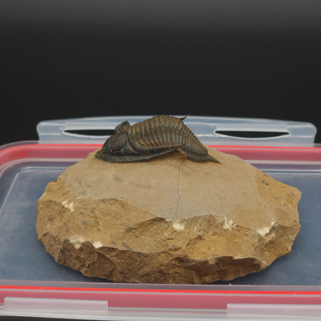 Zlichovaspis Trilobite with genal spines up