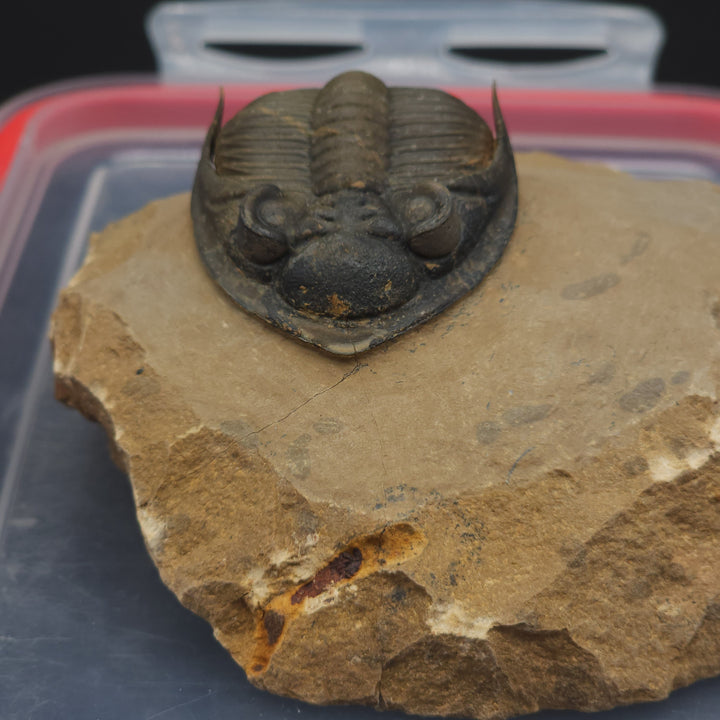 Zlichovaspis Trilobite with genal spines up