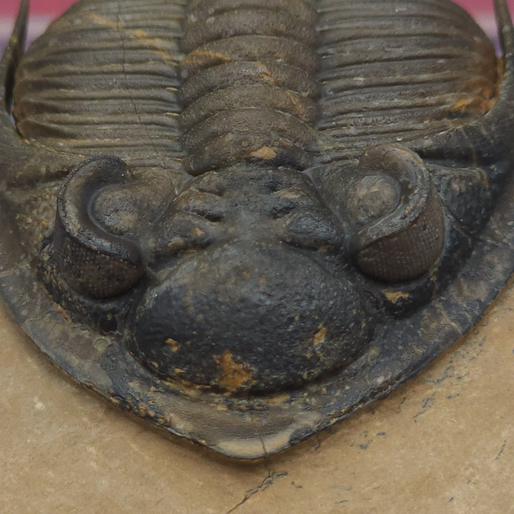 Zlichovaspis Trilobite with genal spines up