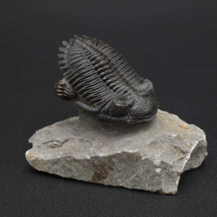 "Flying" Hollerdops Trilobite Fossil - Lower Devonian age, Ofaten, Morocco