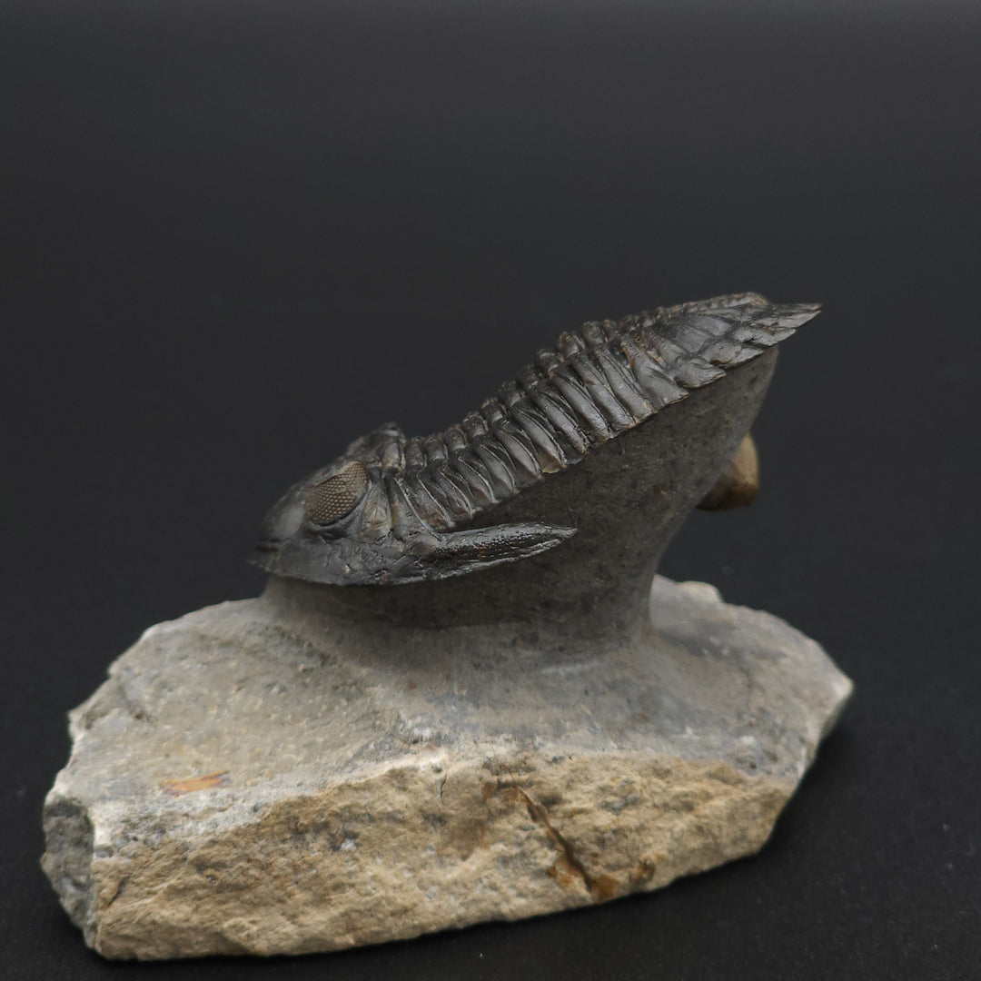 "Flying" Hollerdops Trilobite Fossil - Lower Devonian age, Ofaten, Morocco