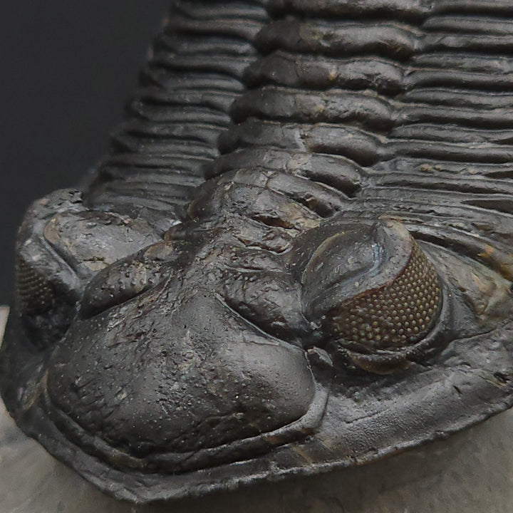 "Flying" Hollerdops Trilobite Fossil - Lower Devonian age, Ofaten, Morocco