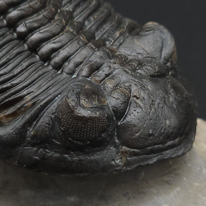 "Flying" Hollerdops Trilobite Fossil - Lower Devonian age, Ofaten, Morocco