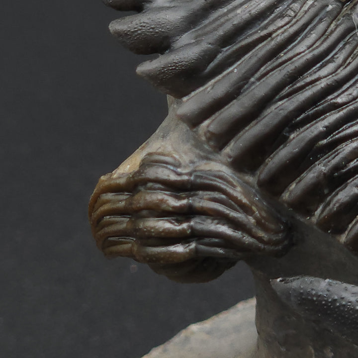 "Flying" Hollerdops Trilobite Fossil - Lower Devonian age, Ofaten, Morocco