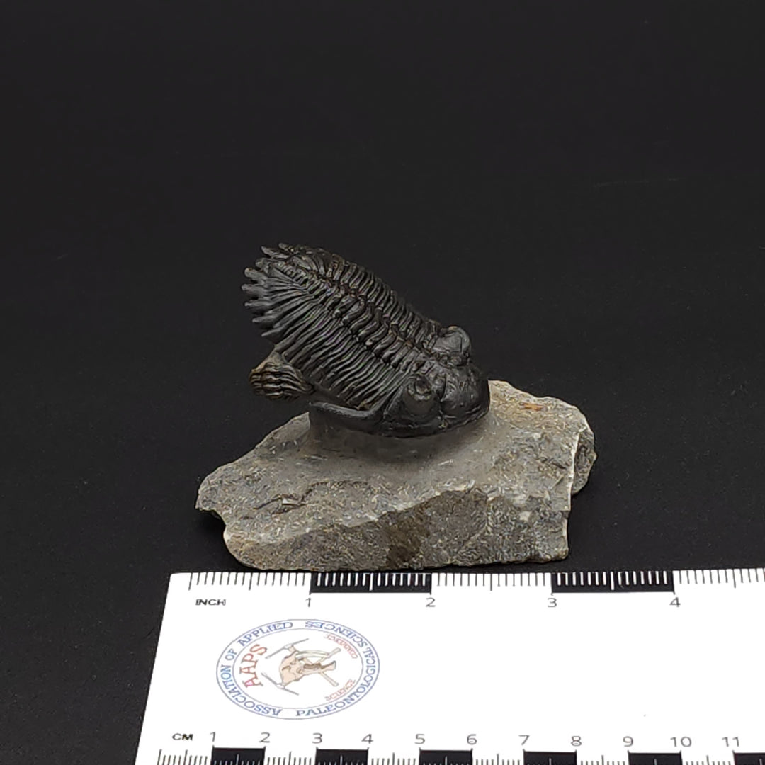 "Flying" Hollerdops Trilobite Fossil - Lower Devonian age, Ofaten, Morocco