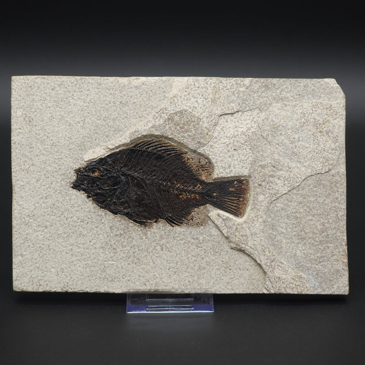 4.8" Priscacara serrata Fossil Fish