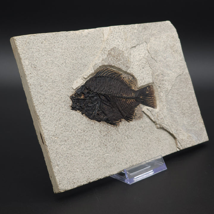 4.8" Priscacara serrata Fossil Fish