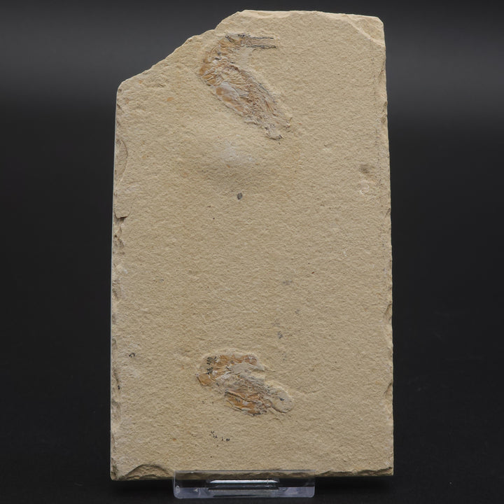 Authentic Carpopenaeus callirostris Fossil - No Enhancements or Restorations - Cretaceous Prawn Fossil