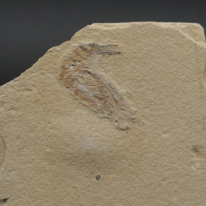 Authentic Carpopenaeus callirostris Fossil - No Enhancements or Restorations - Cretaceous Prawn Fossil