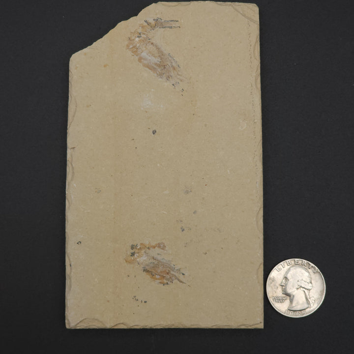 Authentic Carpopenaeus callirostris Fossil - No Enhancements or Restorations - Cretaceous Prawn Fossil