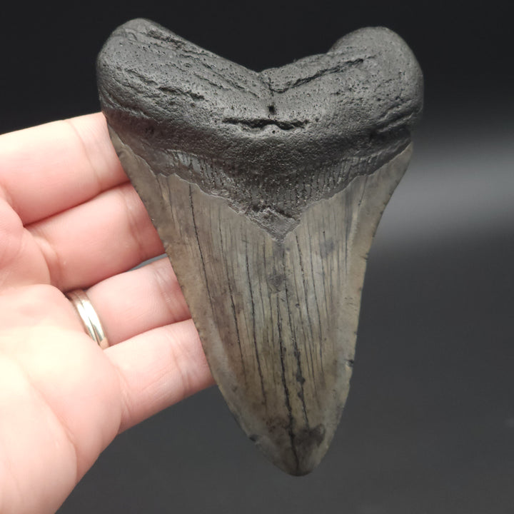 4.3" Megalodon Tooth, South Carolina