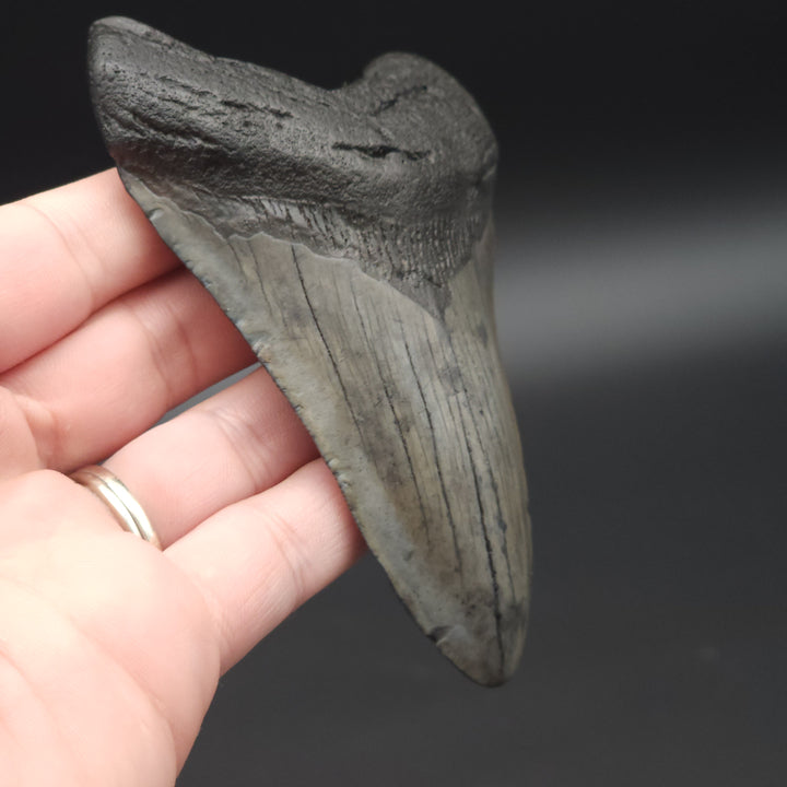 4.3" Megalodon Tooth, South Carolina