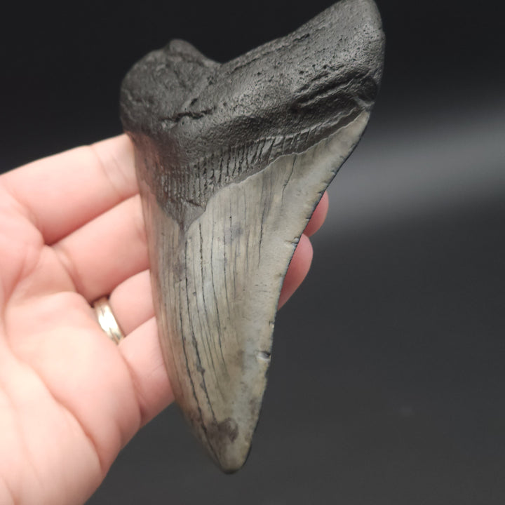 4.3" Megalodon Tooth, South Carolina