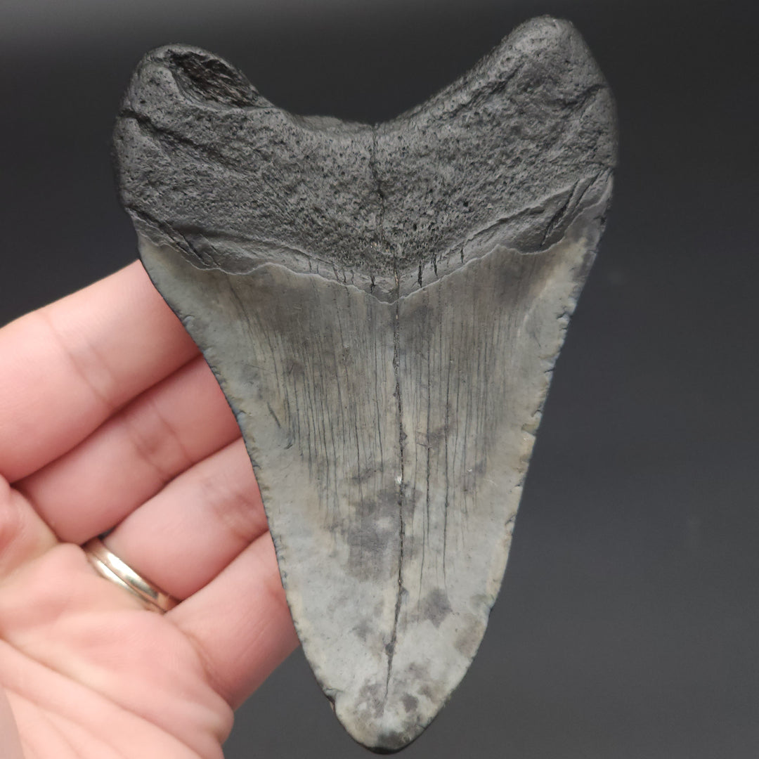 4.3" Megalodon Tooth, South Carolina