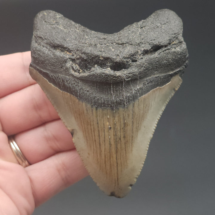 Serrated 3.4" Megalodon Tooth, South Carolina