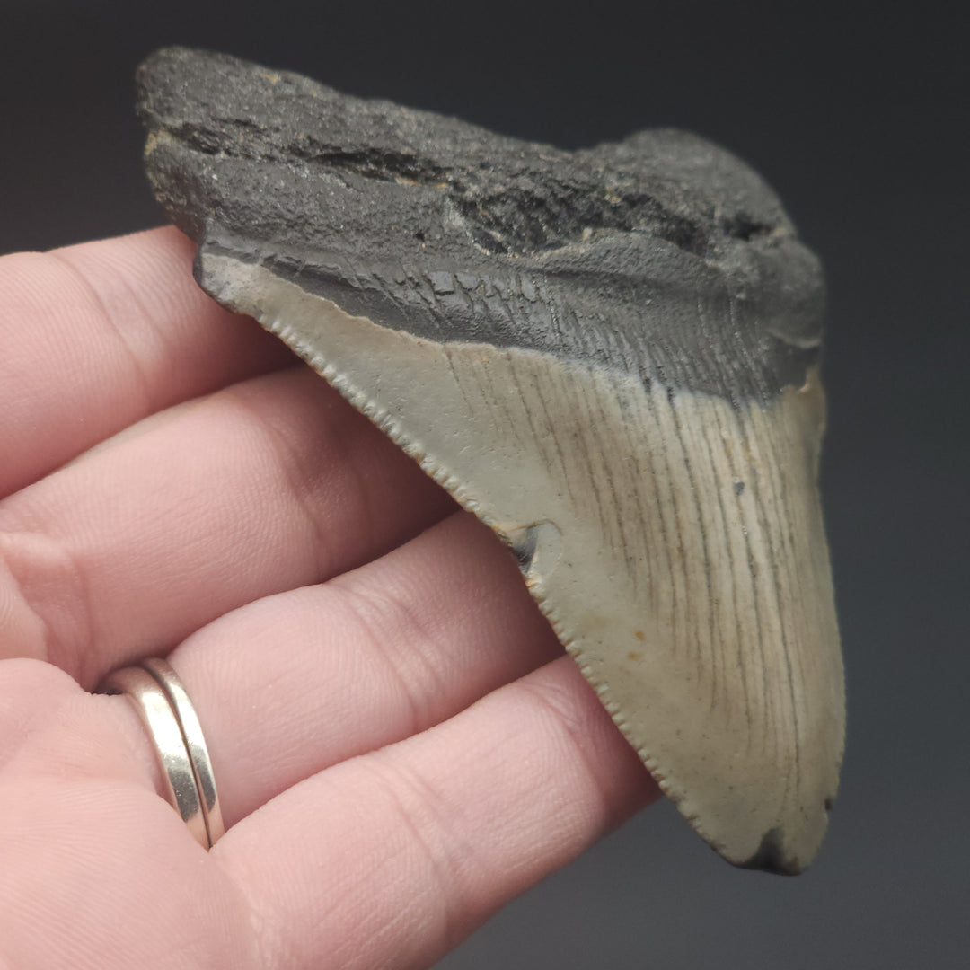 Serrated 3.4" Megalodon Tooth, South Carolina