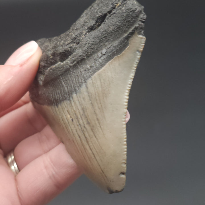 Serrated 3.4" Megalodon Tooth, South Carolina