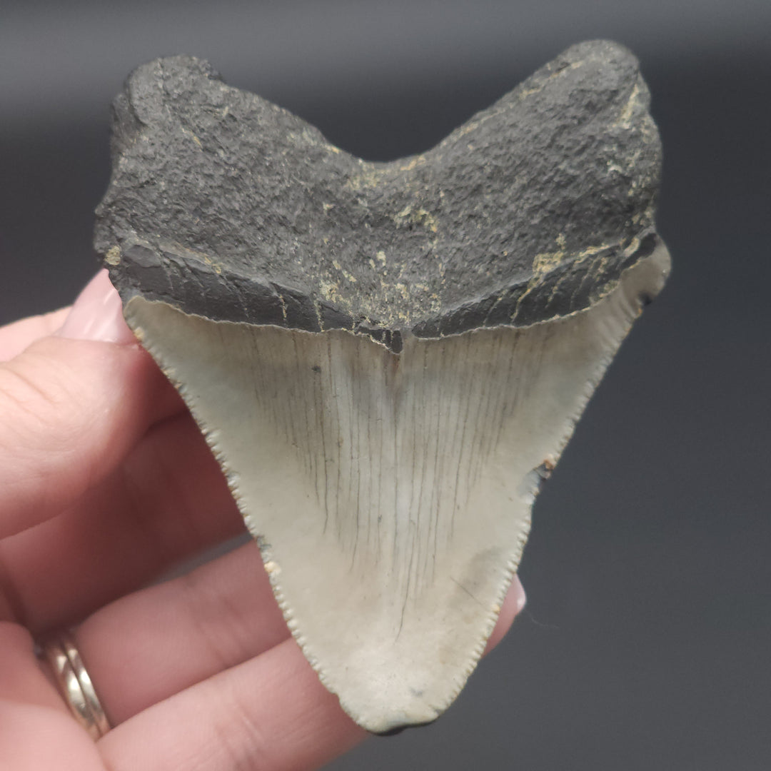 Serrated 3.4" Megalodon Tooth, South Carolina