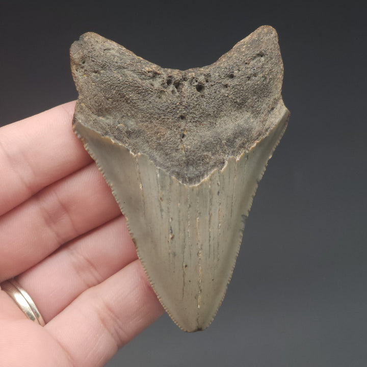 Serrated 3.16" Megalodon Tooth, South Carolina