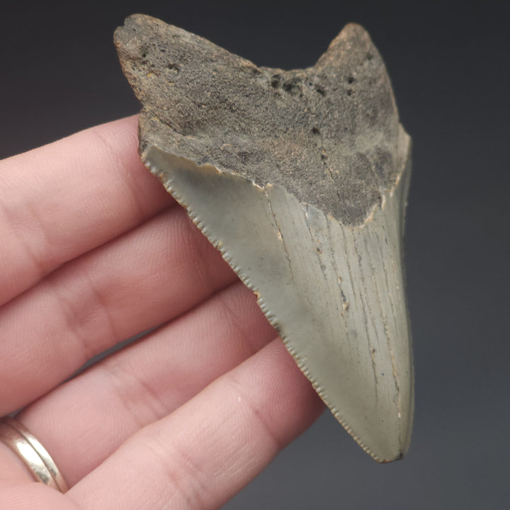 Serrated 3.16" Megalodon Tooth, South Carolina