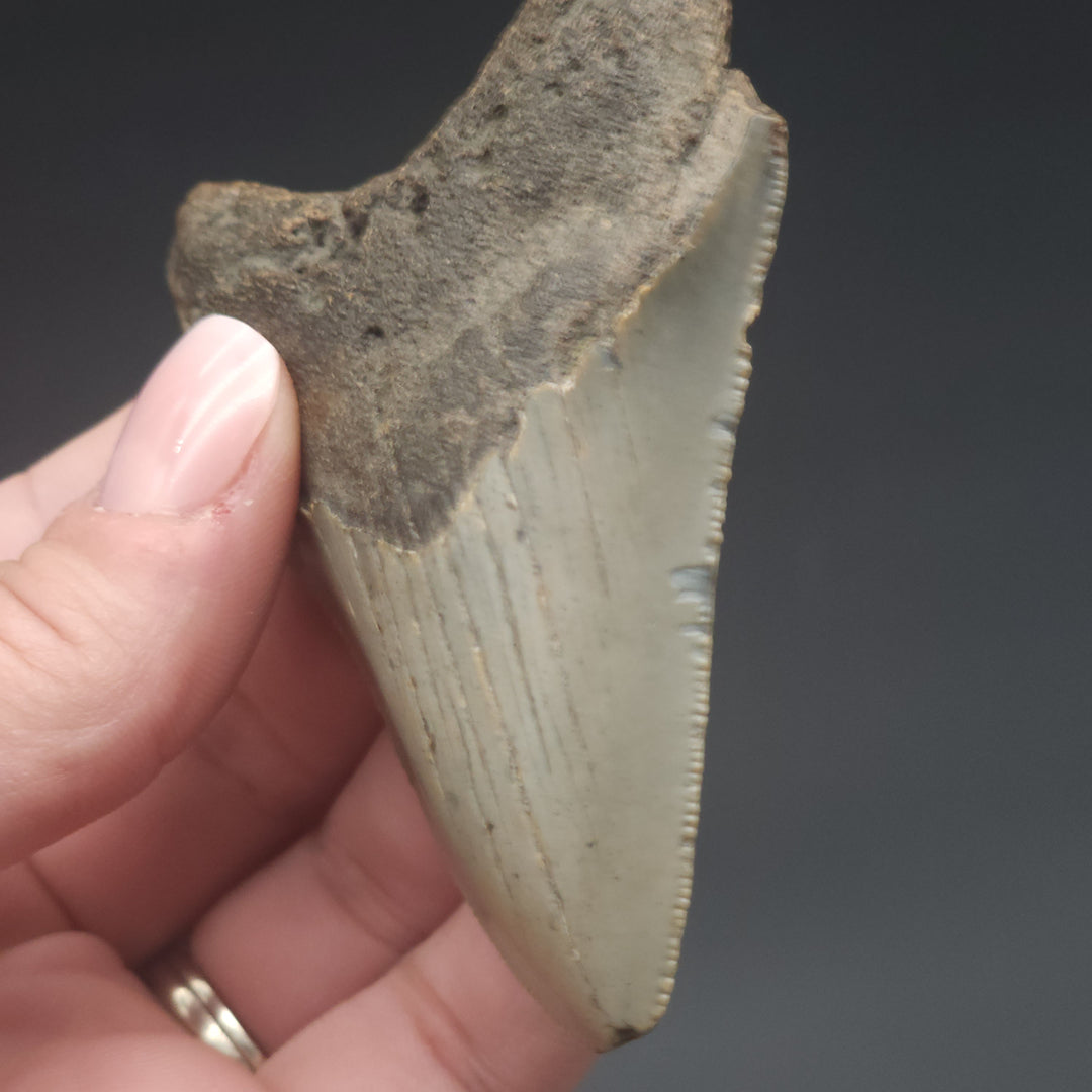 Serrated 3.16" Megalodon Tooth, South Carolina