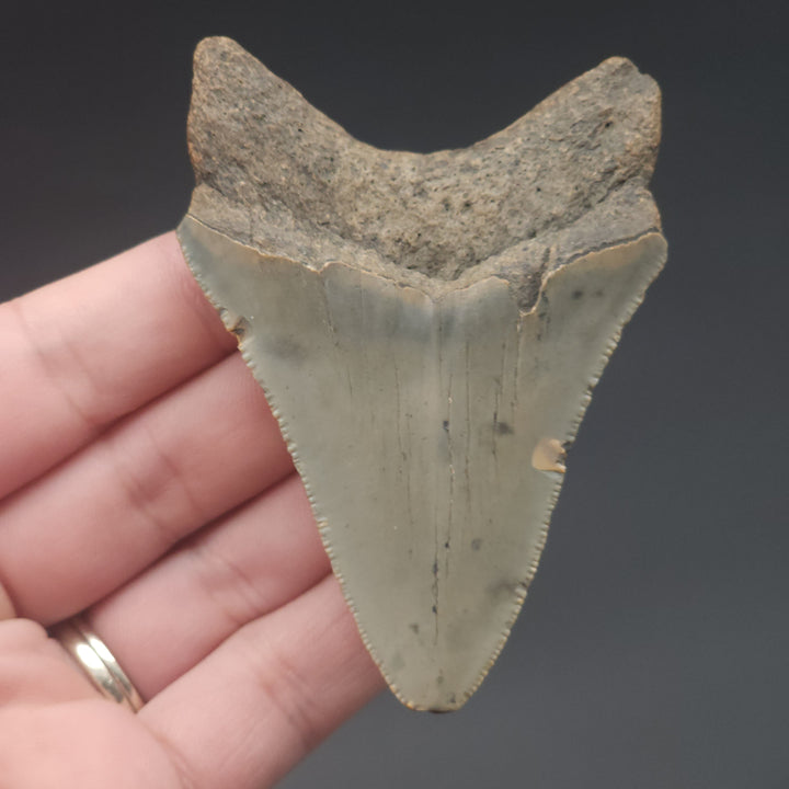 Serrated 3.16" Megalodon Tooth, South Carolina