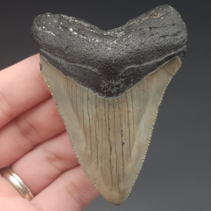 Serrated 2.98" Megalodon Tooth, South Carolina