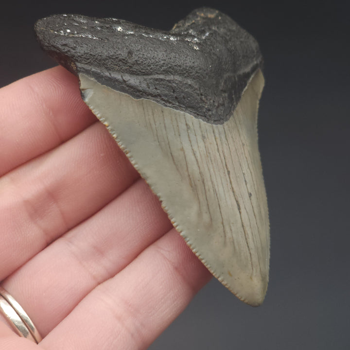 Serrated 2.98" Megalodon Tooth, South Carolina