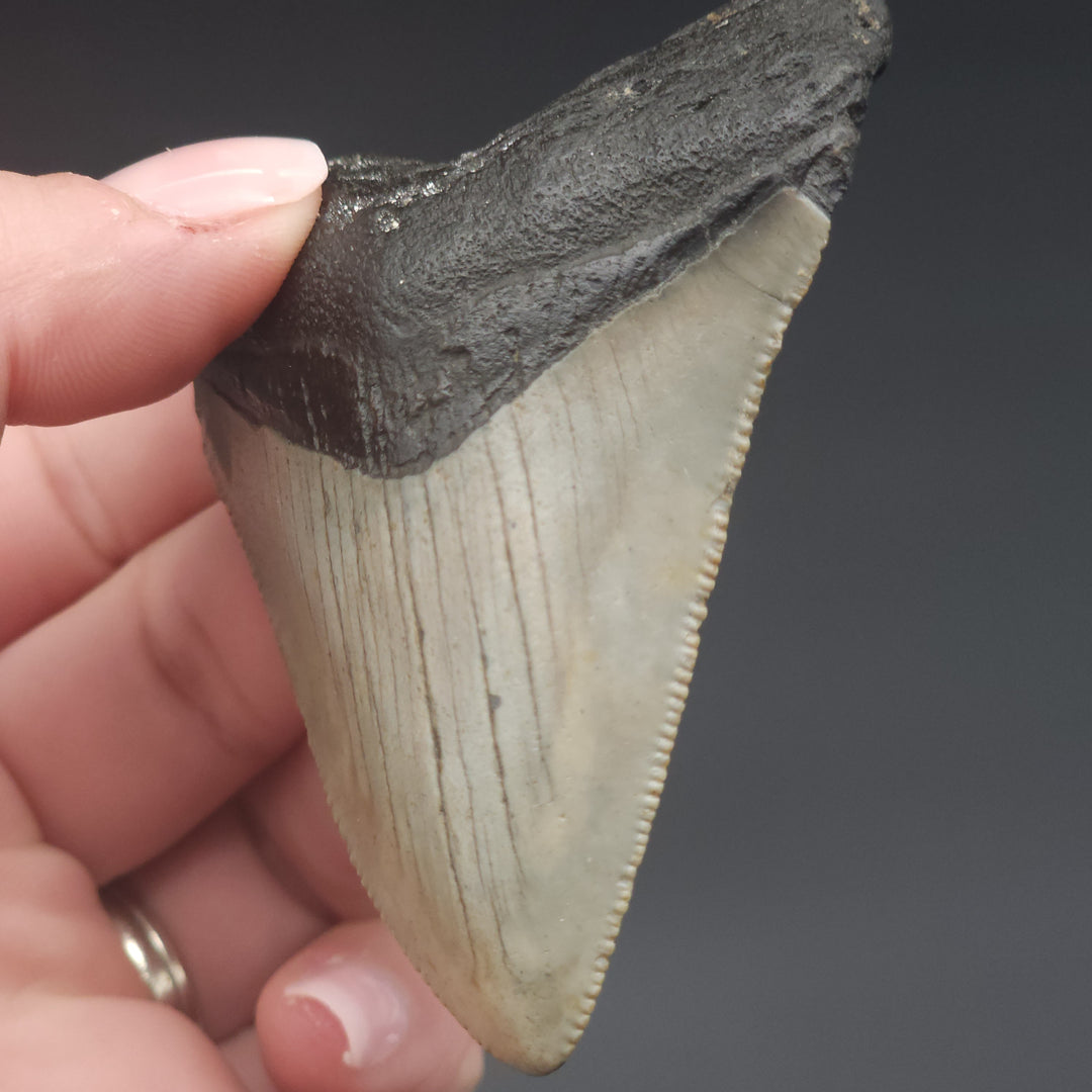 Serrated 2.98" Megalodon Tooth, South Carolina