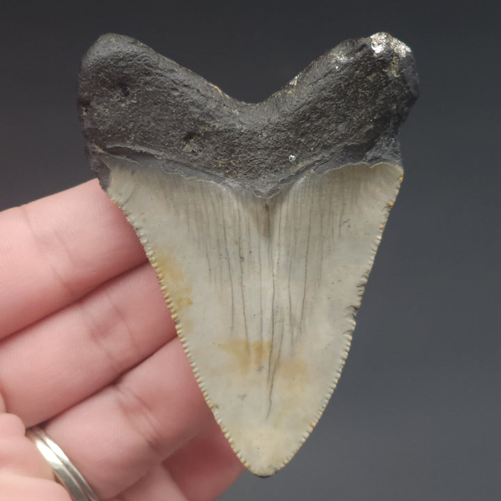 Serrated 2.98" Megalodon Tooth, South Carolina