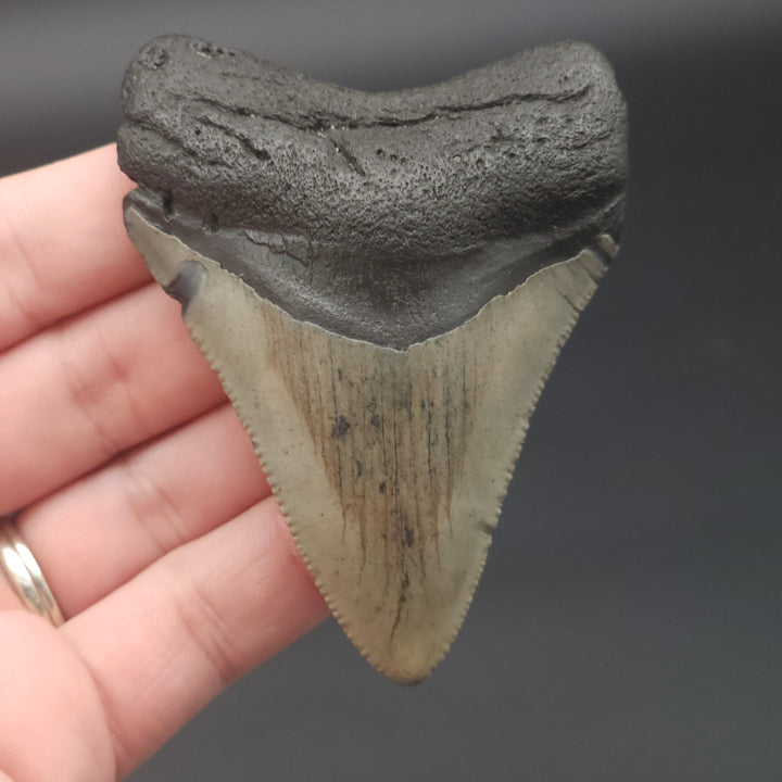 Serrated 3" Megalodon Tooth, South Carolina