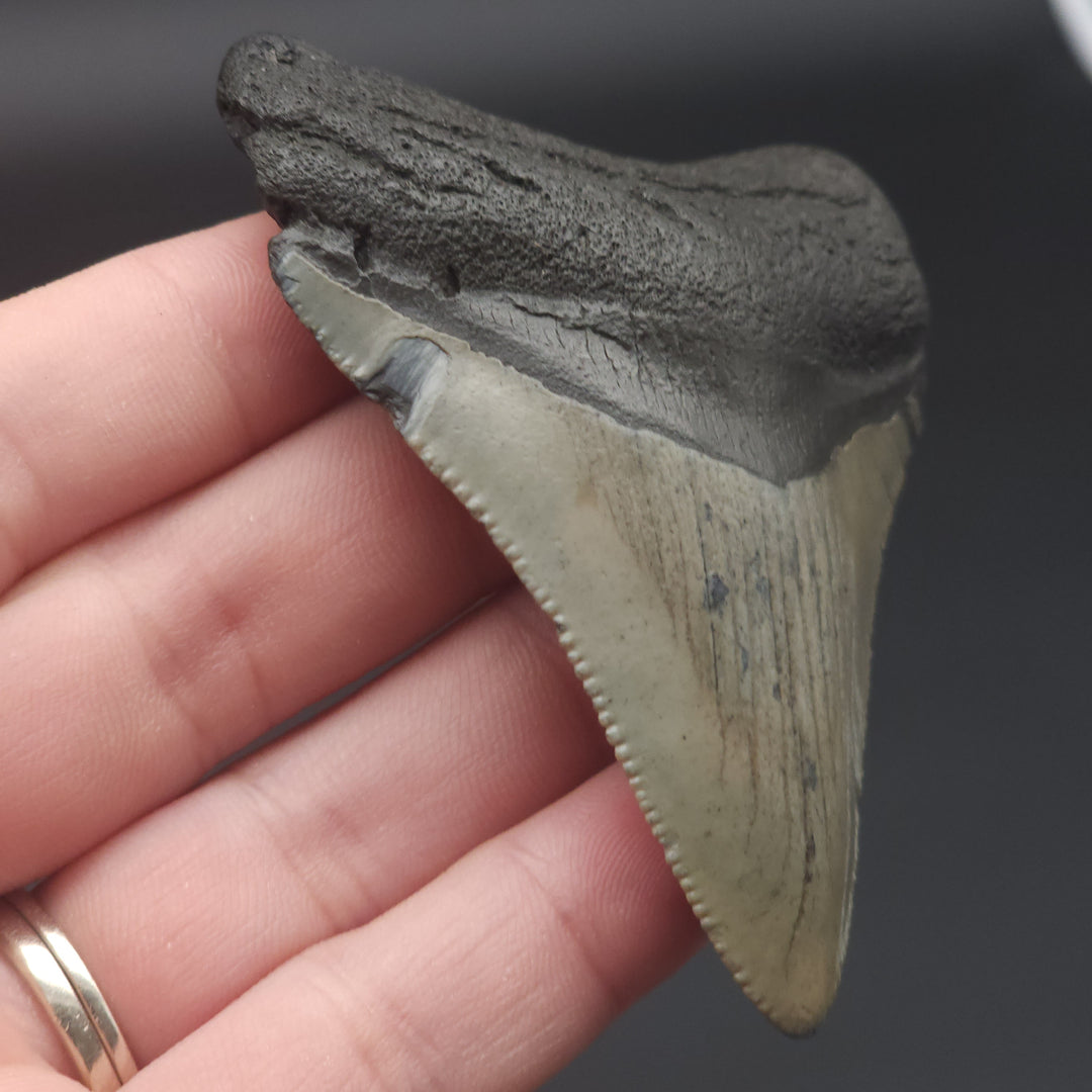 Serrated 3" Megalodon Tooth, South Carolina