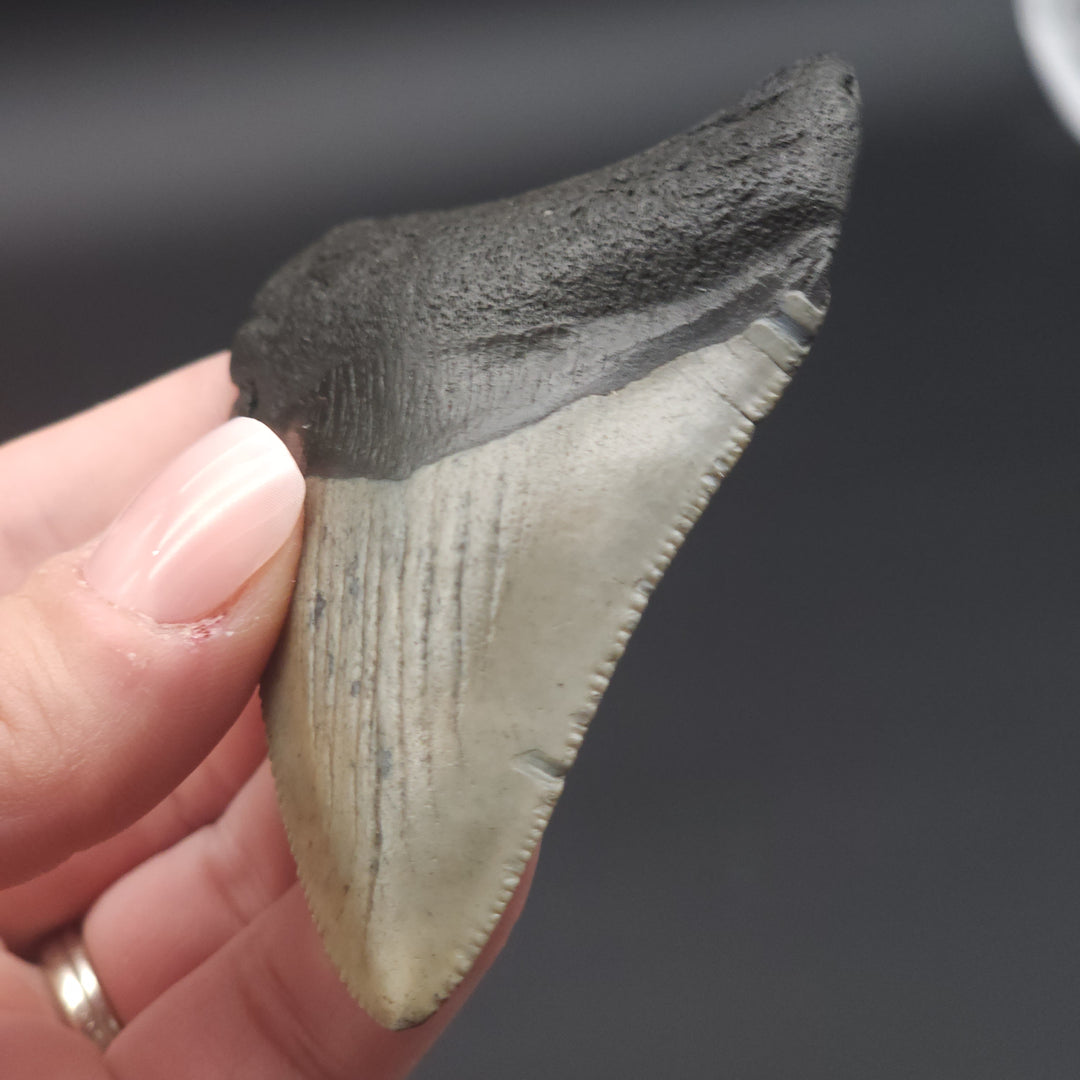 Serrated 3" Megalodon Tooth, South Carolina