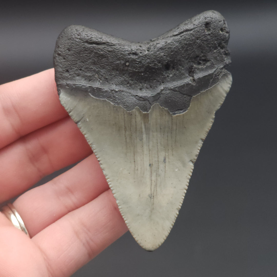 Serrated 3" Megalodon Tooth, South Carolina