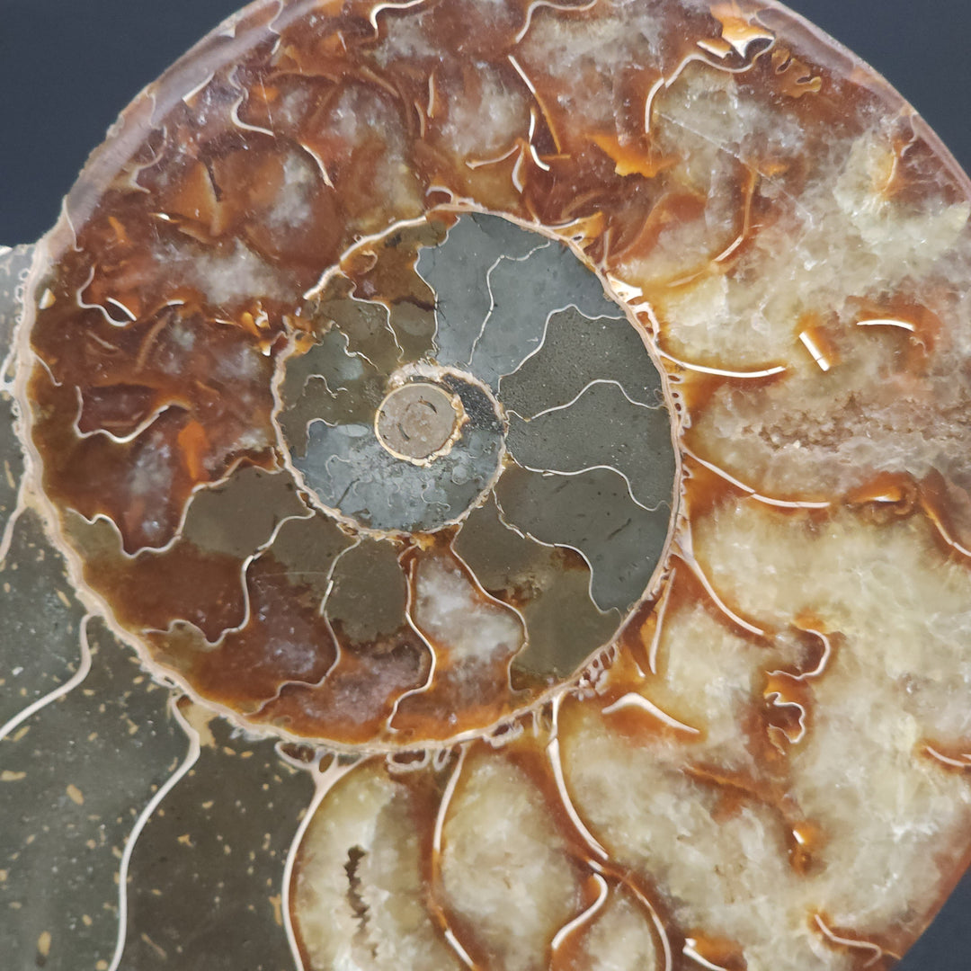 6" Cut & Polished, Agatized Ammonite Fossil - Madagascar